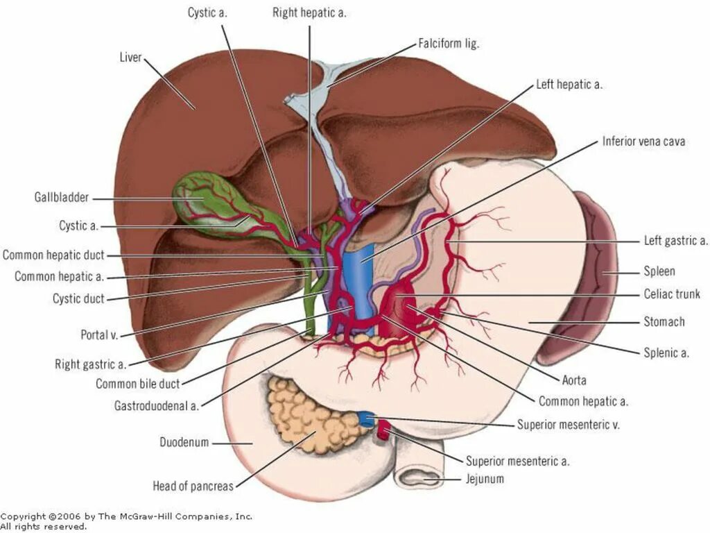 Печеночная артерия анатомия. Кровоснабжение желчного пузыря. Кровообращение печени анатомия. Треугольник Кало анатомия.