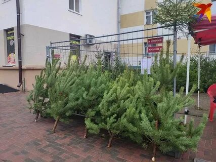 Елочный базар белгород