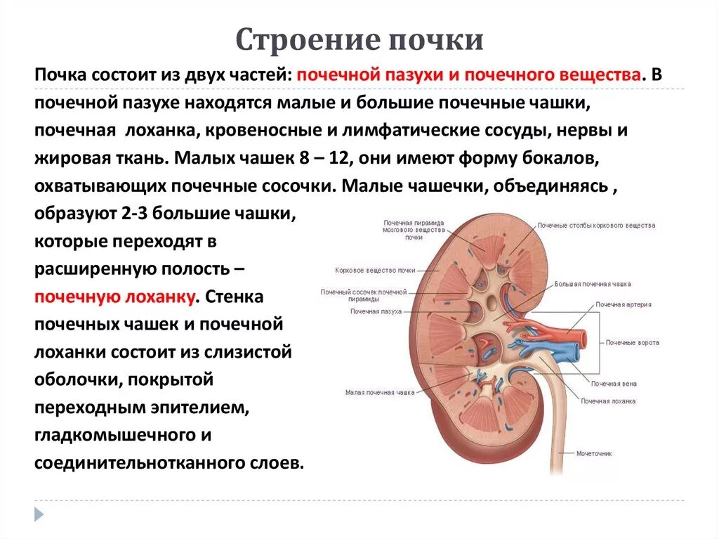 Строение чашечно лоханочной системы почек. Строение почки почечная лоханка. Структура ЧЛС почек. Анатомия ЧЛС почки. Строение лоханки