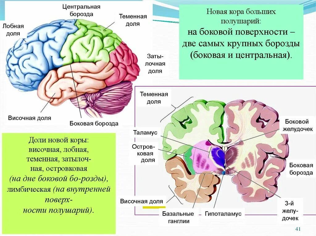 лобная доля головного мозга анатомия. строение доли зоны коры головного мозга. височная доля мозга функции. мозг человека анатомия доли. строение височной доли головного мозга.