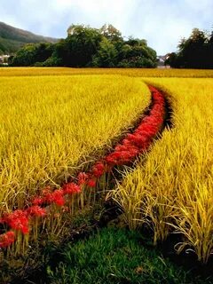 Harvest around the world