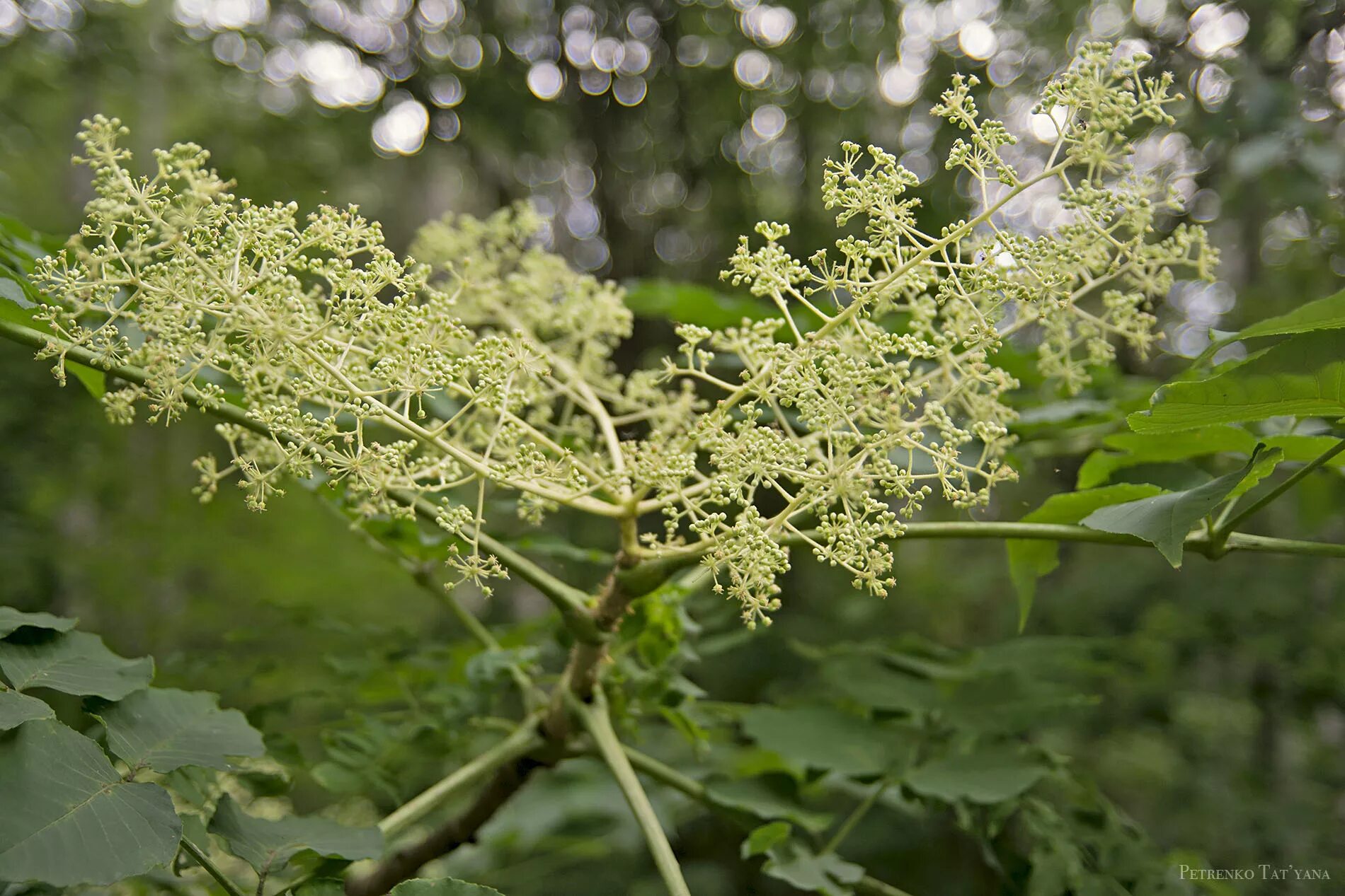 Аралия высокая. Аралия маньчжурская соцветие. Аралия высокая (Aralia elata). Аралия маньчжурская колючая. Аралия высокая маньчжурская.