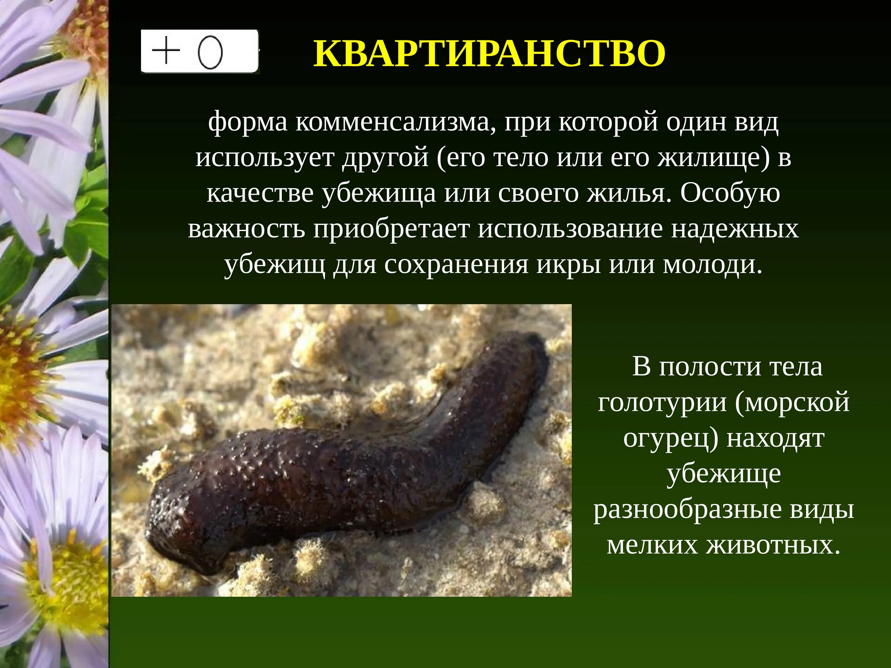 Экология. Сообщества и популяции