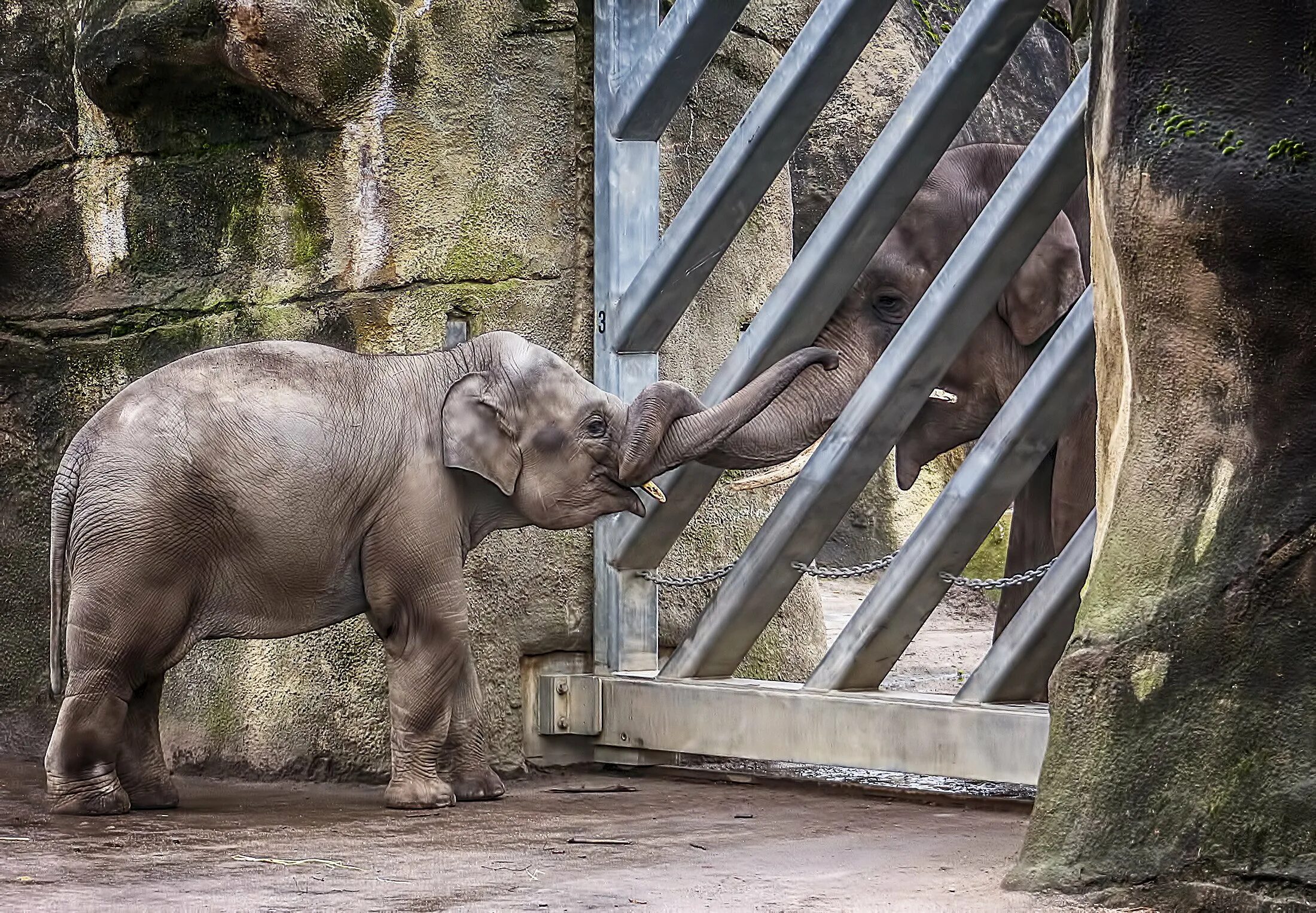 животные в клетке в зоопарке. кельнский зоопарк слоны. жестокое обращение с животными в цирке. животные в клетке в зоопарке. животные зоопарка.