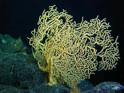 Самыми глубоководными считаются водоросли