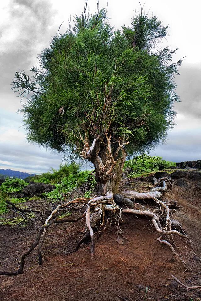 Walking tree