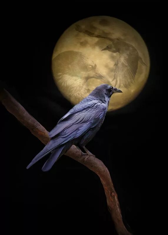 Night crows вороны. Птицы ночью. Птица в ночном небе. Луна и птицы. Красивые ночные птицы.