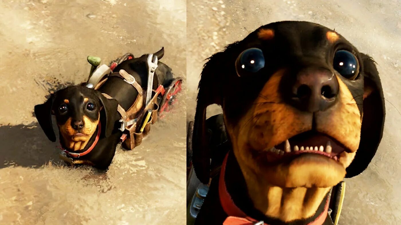 чоризо фар край. фар край 6 такса. Far cry 6. чоризо фар край. Far cry 6 собака.