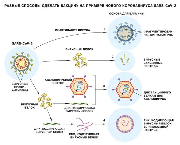 Как работает прививка