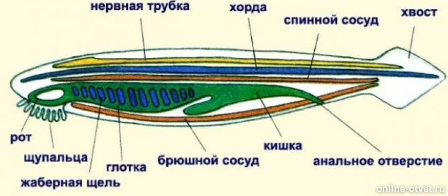 Выделительная система ланцетника. Головохордовые ланцетник. Строение нервной системы ланцетника. Ланцетник хорда нервная трубка.