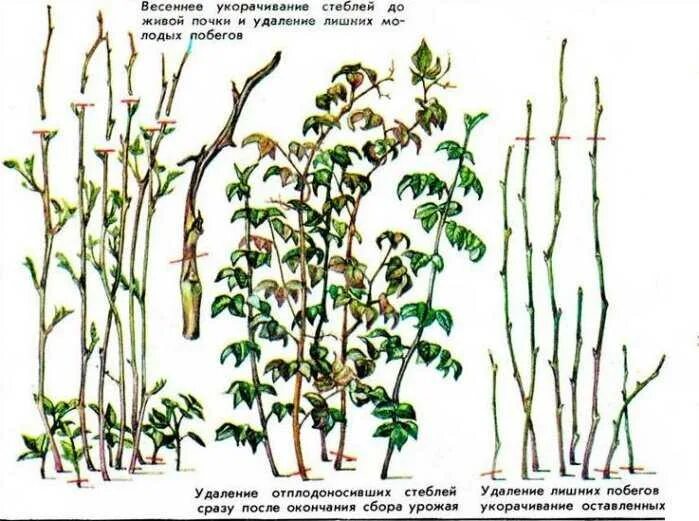 На какую высоту обрезать малину весной. Обрезка малины весной. Весенняя обрезка ремонтантной малины. Обрезка малины осенью как правильно и в какие сроки.