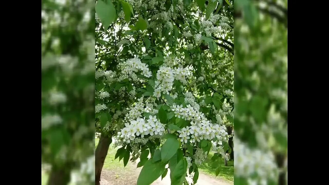 Песня виктора королева черемуха. Черёмуха цветёт к похолоданию. Черёмуха цветёт к похолоданию завтра в восемь. Цветет черемуха к похолоданию минус.