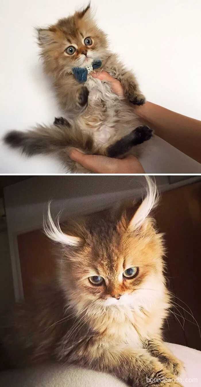 Покажите котики пожалуйста. Настоящие котики. покажи мне котят. котенок вырос. котенок и взрослый кот до и после.