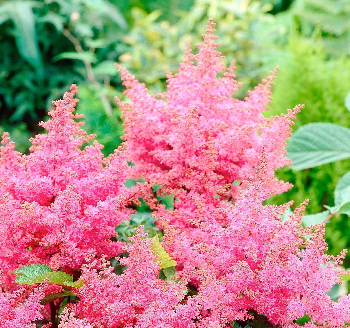 астильба арендса astilbe x arendsii amethyst. астильба арендса фото. астильба арендса. астильба арендса нью вейв. астильба арендса фото.