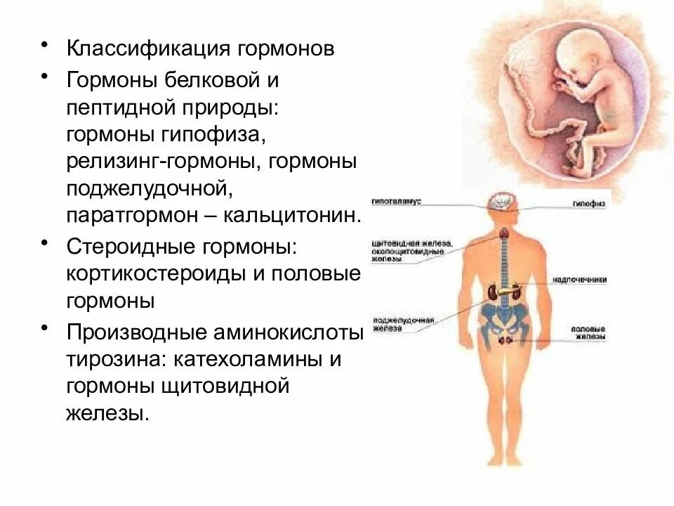 Гормоны пептидной и белковой природы. Гормоны классификация гормонов. Гормональные нарушения. Гормоны белковой природы препараты. Гормональные нарушения симптомы