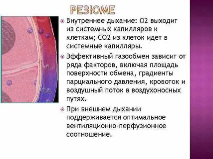 Углекислый газ от мышечных клеток к легким