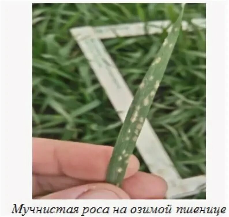 Мучнистая роса на ржи. Мучнистая роса на озимой пшенице. Мучнистая роса на озимой пшенице. Blumeria graminis. Мучнистая роса на озимой пшенице.