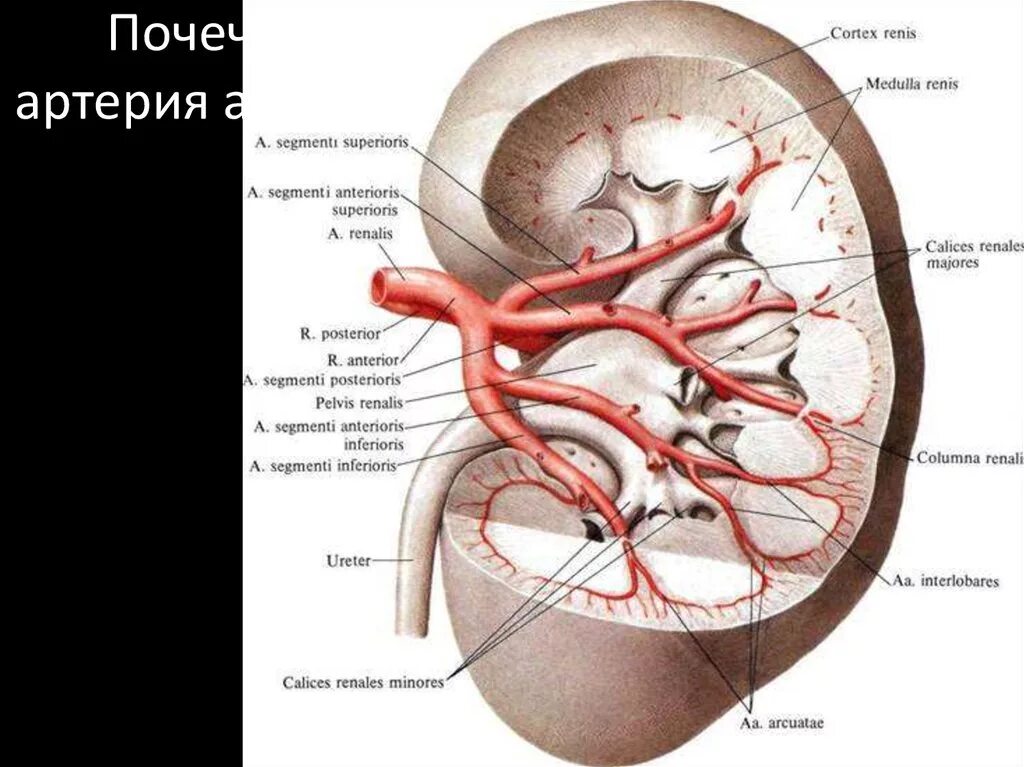 Кровоснабжение почек анатомия вены. Левая почечная Вена и левая почечная артерия. Артерии кровоснабжающие почки. Артерии почки, строение анатомия.