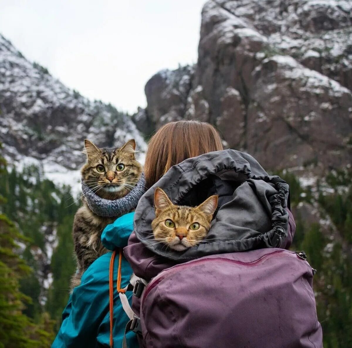 Рюкзак коты. Кошка путешественник. Кот путешественник самара. Кот путешественник самара. Кот исследователь.