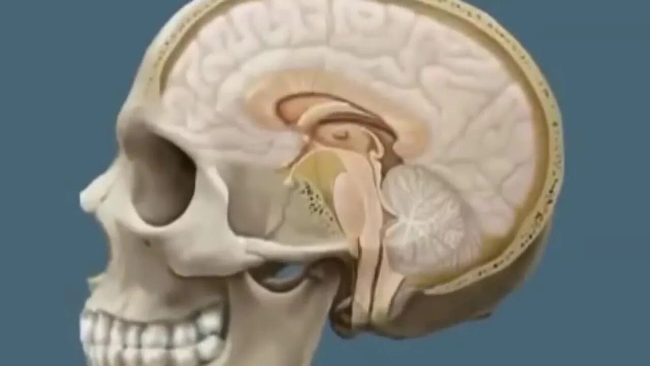Мозг в черепной коробке. Расположение мозга в черепной коробке. Расположение головного мозга в черепе.
