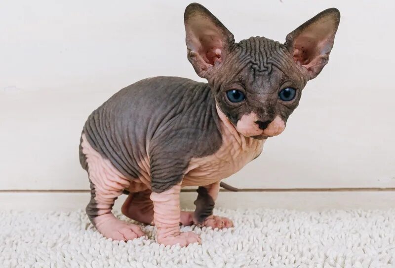 Сфинкс котенок пермь. Сфинкс (порода кошек). Канадский сфинкс шоу класс. Канадский сфинкс голубого окраса. Донской сфинкс кошка.