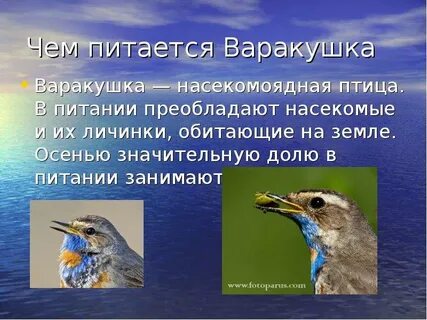 Сигналом к осеннему перелету птиц служит
