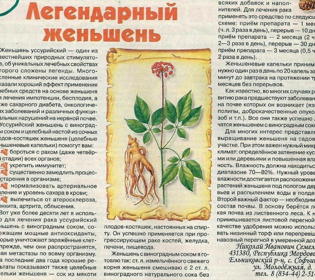 Женьшень лекарственное растение. Как пить женьшень. Как пить женьшень. Настойка женьшеня. Женьшень капли.