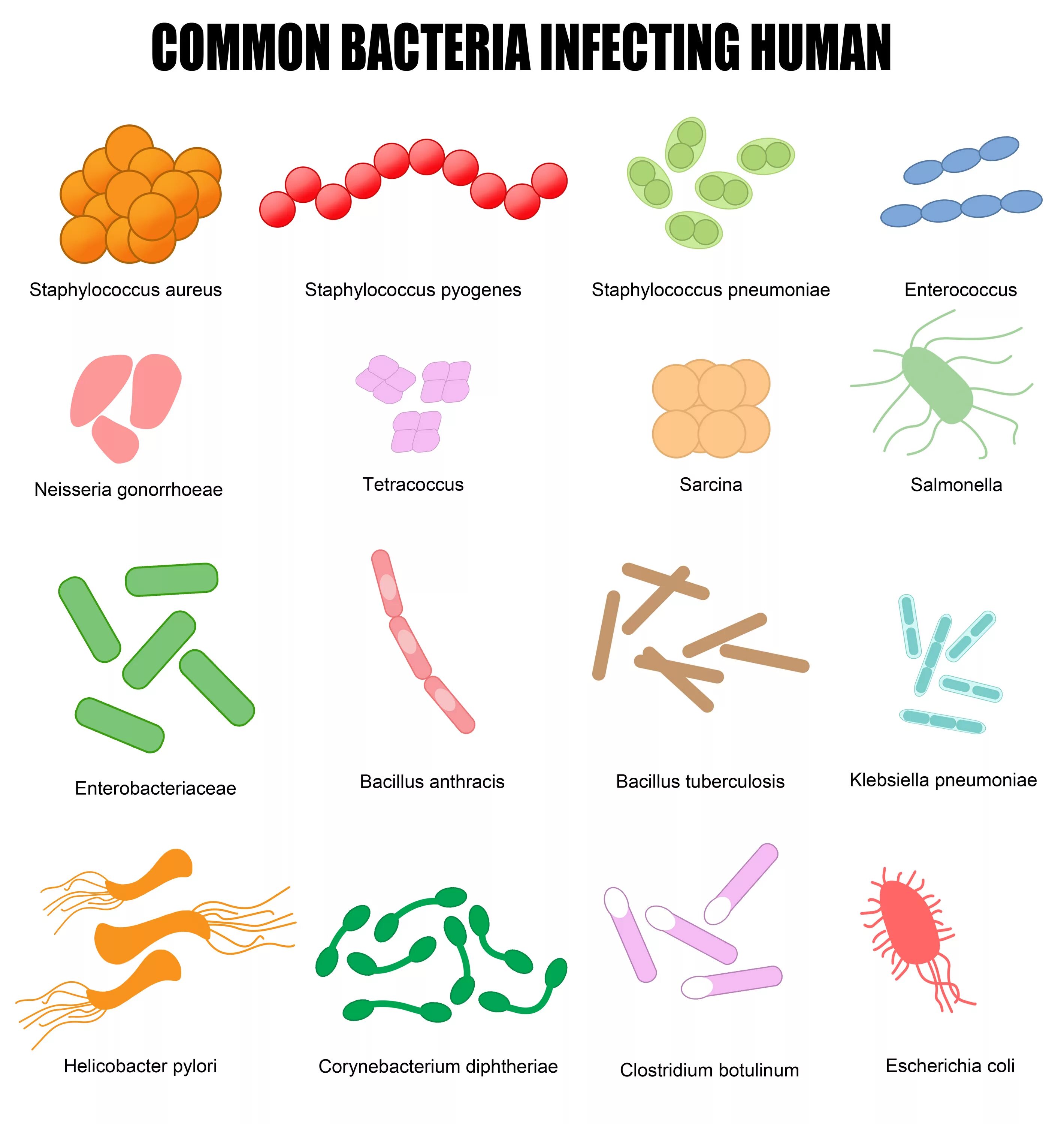 Бациллы клострдии и бакткри.. Формы бактерий. Бактерии названия. Названия бацилл. Бактерии человека название