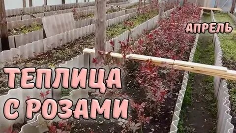 Апрель розы