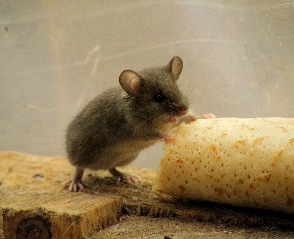 Принял мыши. Мышь. Что едят мыши. Мышонок. Мышонка еда.