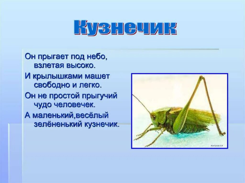 Кузнечики 2 класс окружающий мир
