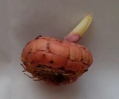 Гладиолусы ростки