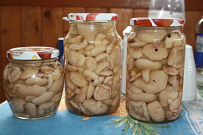 Маслята на зиму. Маслята маринованные. маслята в банке. маринованные грибы в банках. маслята маринованные на зиму.
