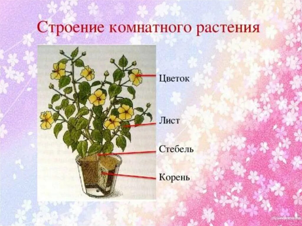 Строение комнатных цветов. Строение комнатного цветка. Части комнатного растения. Строение цветка комнатного цветка.