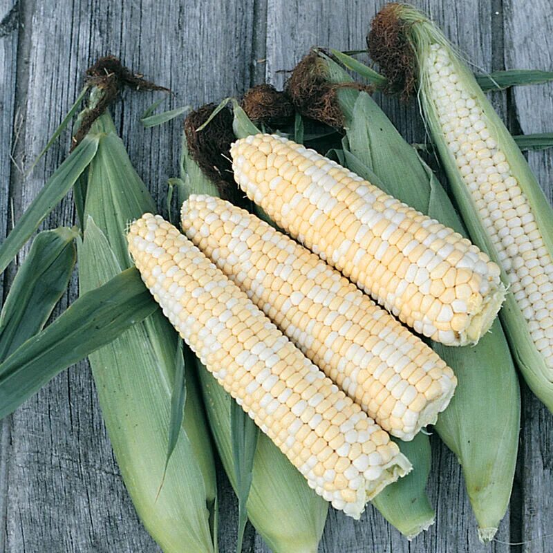 Сорта сладкой кукурузы. Сорт indian corn. кукуруза сахарная f1 анава. кукуруза сорт гладиус. сорт кукурузы клери.