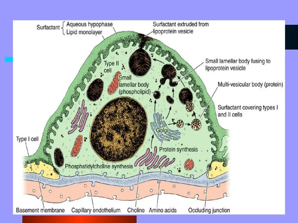 Альвеолярные клетки 2 типа. Альвеолоциты эпителий. Альвеолоцит. Альвеолоцит 1 типа. Альвеолоцит.