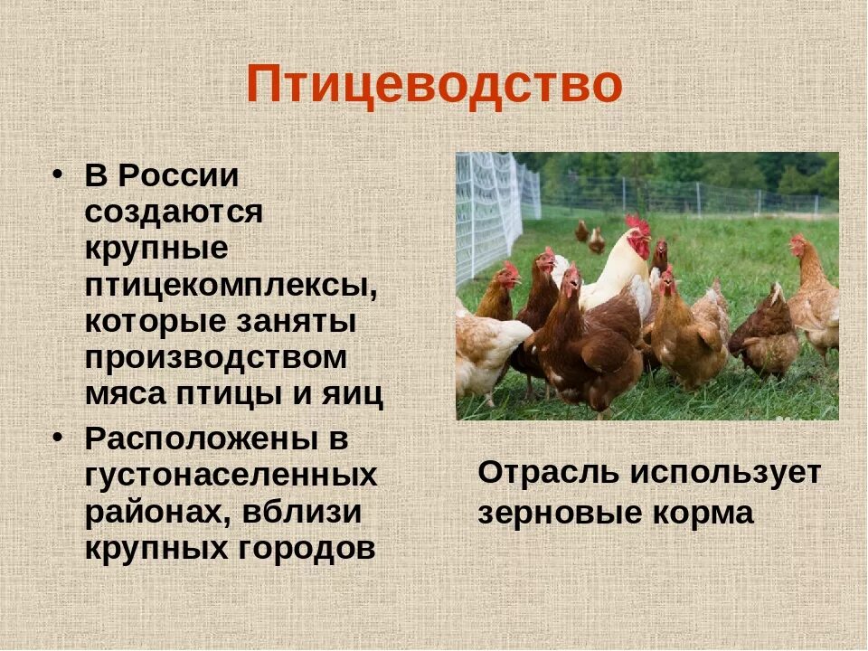 Краткое содержание кур