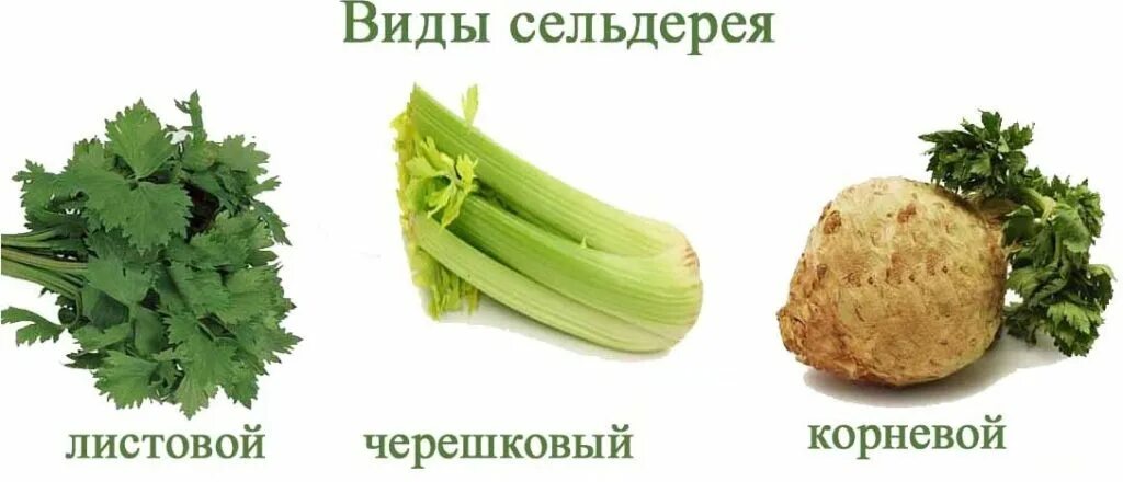 Как собирать сельдерей. Сельдерей черешковый и листовой. сельдерей корневой и черешковый. сельдерей корневой и листовой. сельдерей сельдерей.
