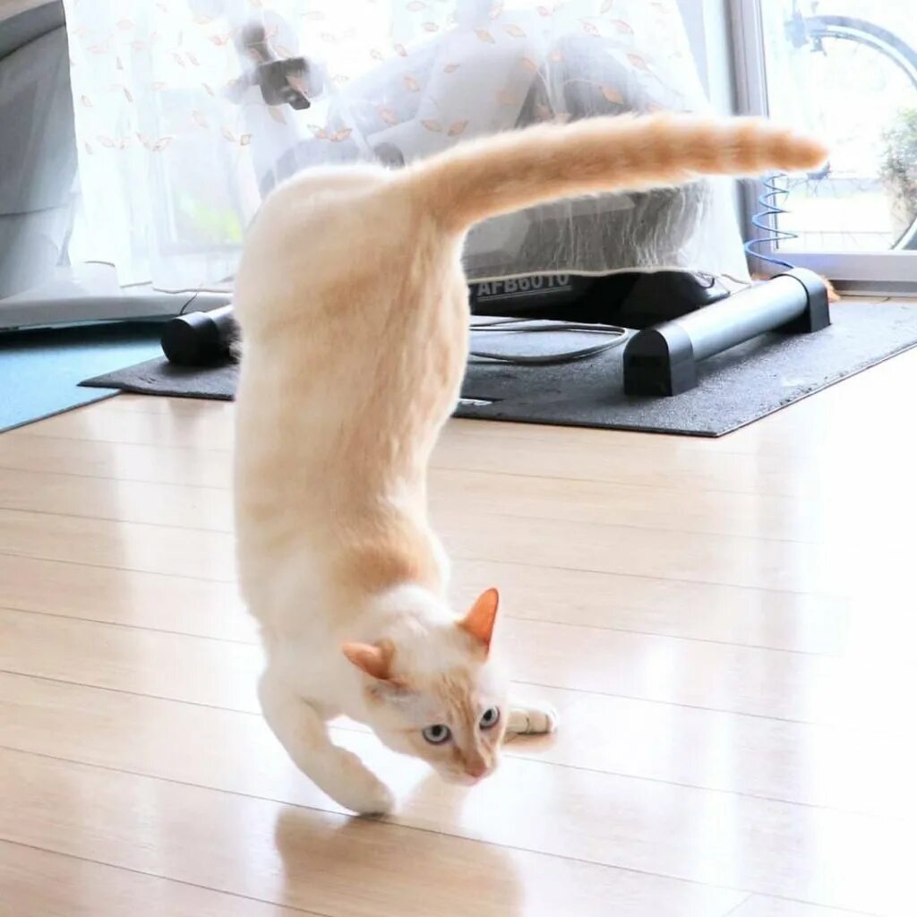 Как сделать танцующего кота