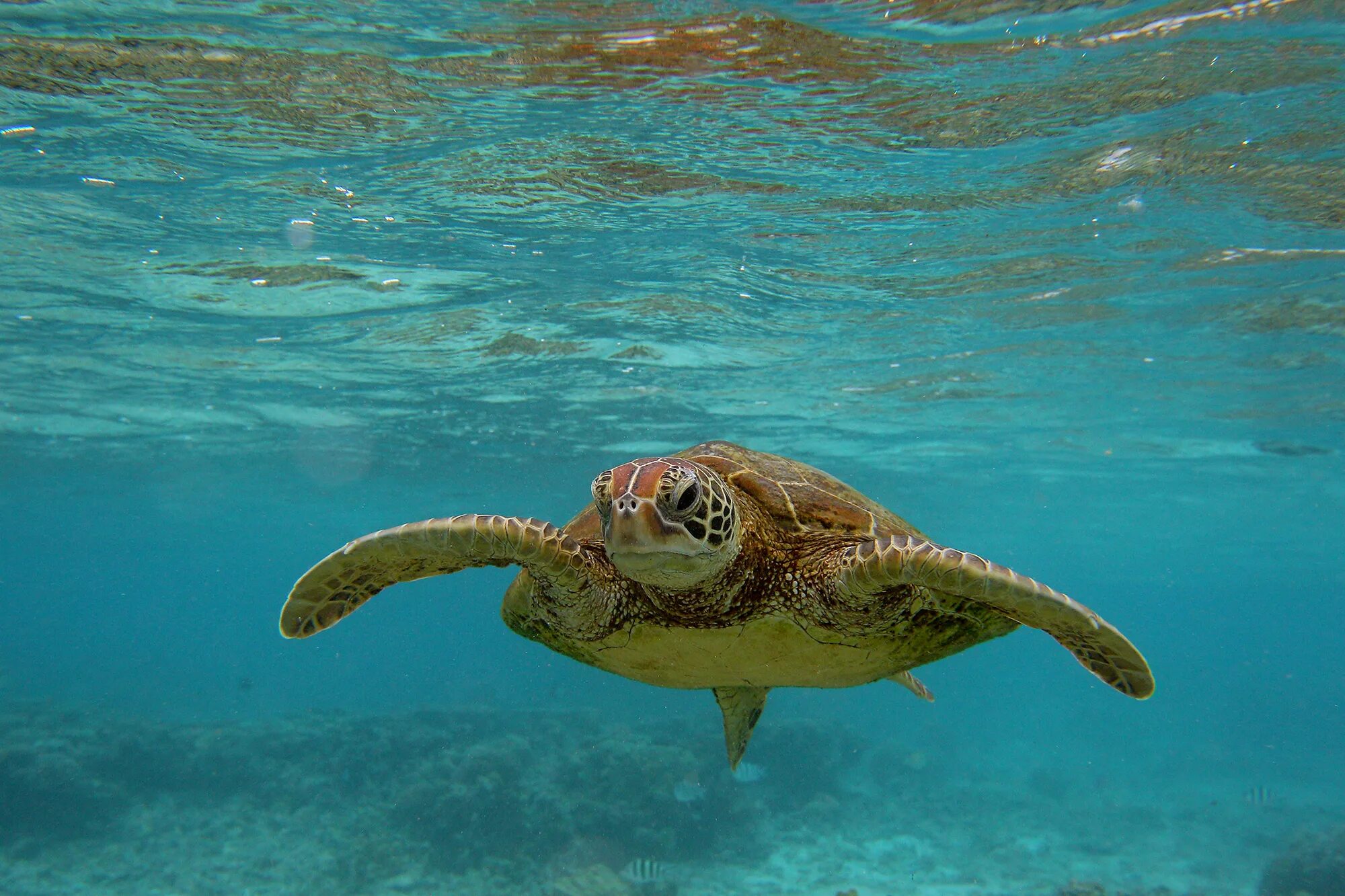 Морская черепаха бисса. Гигантские морские черепахи индийского океана. Бисса, Барбадос. Морская черепаха бисса настоящая Каретта.
