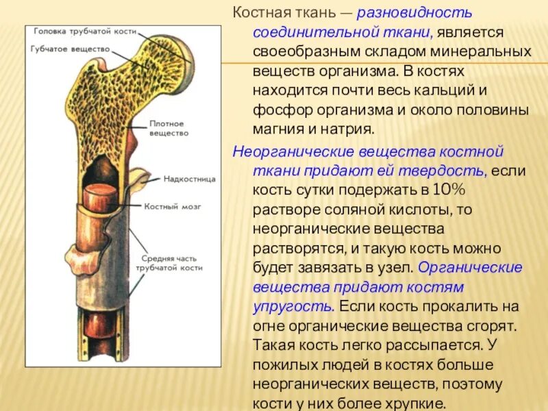 Какую функцию выполняет компактное вещество. Состав и строение костей. Минеральные вещества в костях. Разновидности костной ткани. Костная соединительная ткань виды.