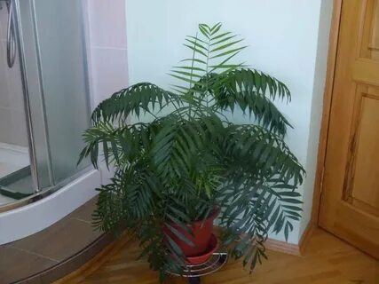 Ли держать дома приметы