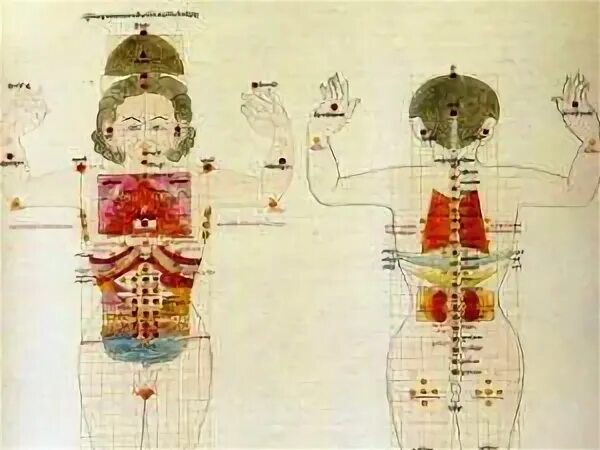 5 первоэлементов у син. Полые трубчатые органы. Строение паренхиматозных органов анатомия. Внутренние органы человека схема расположения сзади. Система выделения физиология.