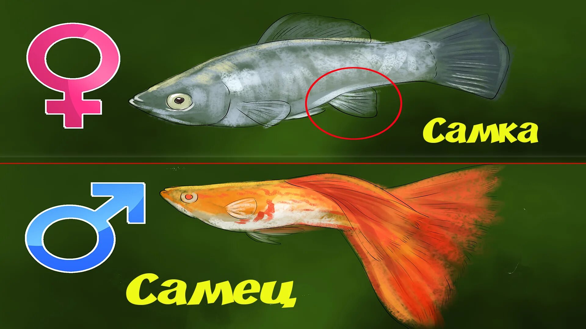 Как отличить рыбу. Рыбка петушок как отличить самку от самца. Как отличить пол рыбки петушка. Как определить пол рыбы петушка. Рыба петушок самка или самец.