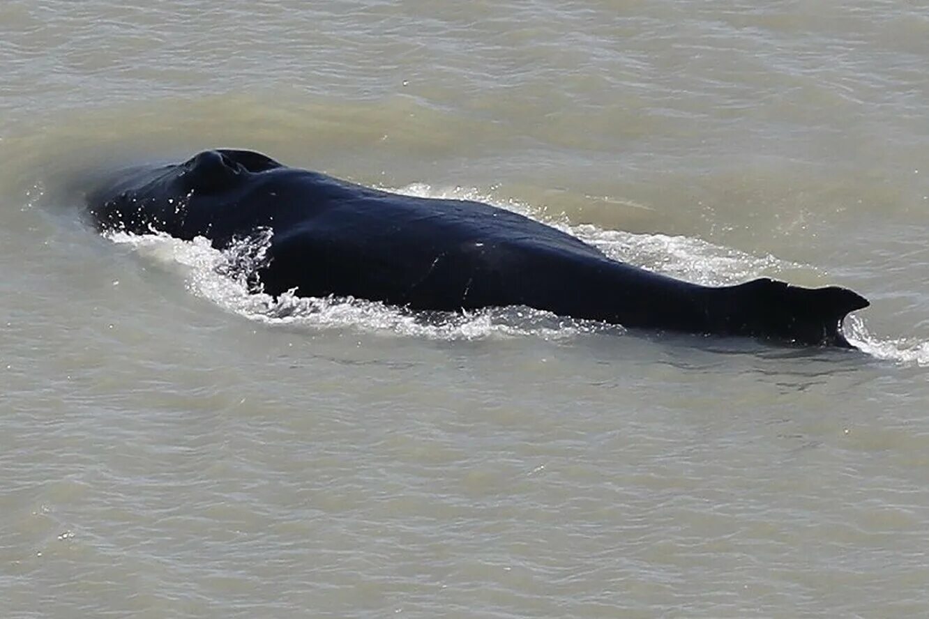 Жемчужный крокодил. Морской гребнистый крокодил. Крокодил кит. Кубинский кайман. Крокодил аллигатор кайман.