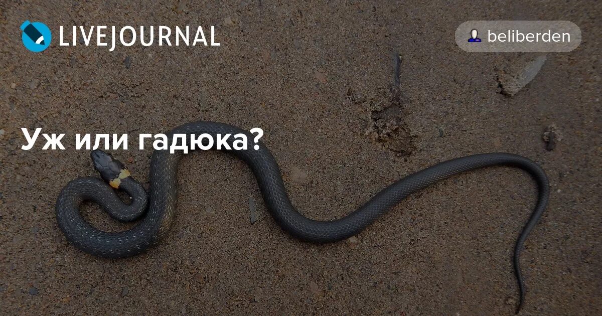 Сходство гадюки и ужа. Сходство гадюки и ужа сходство. Сходство ужа и гадюки 3 класс. Сравнение гадюки и ужа сходство и различия.