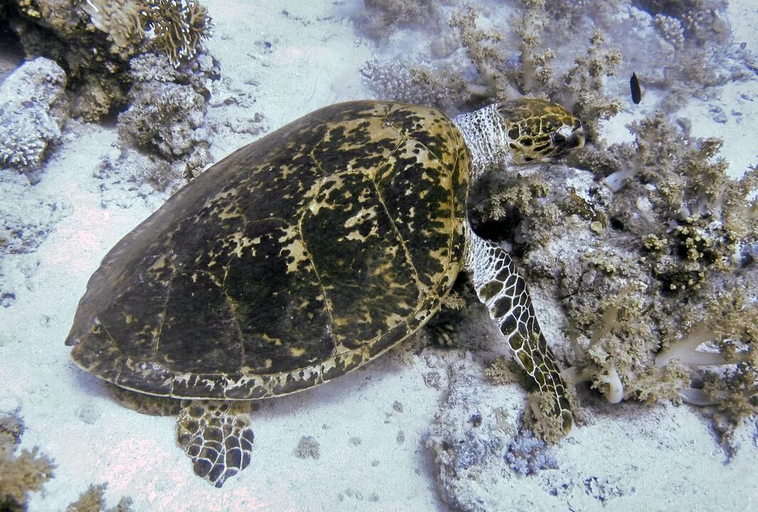 К морским черепахам относится. Lepidochelys olivacea. Морская оливковая черепаха Ридли. Атлантическая Ридлея черепаха. Морская черепашка оливковая.