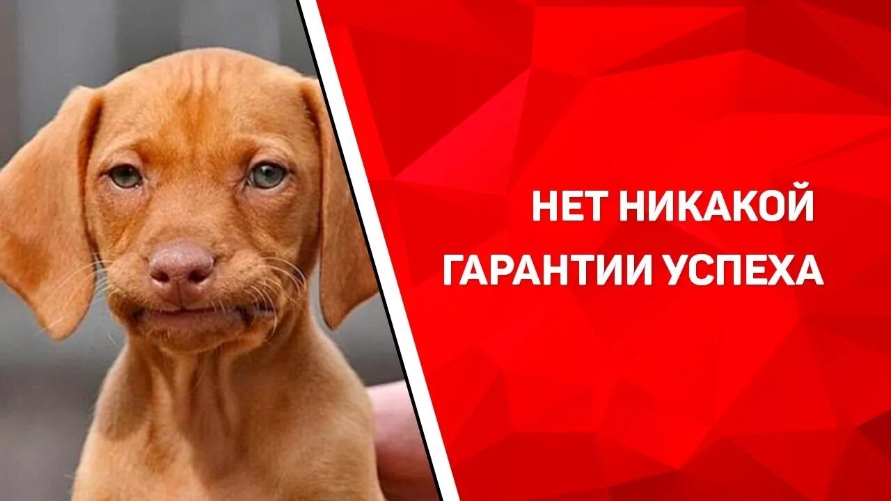 На что нет гарантии. Нет гарантий. никаких гарантий нет. гарантия мем. гарантия успех смешные.