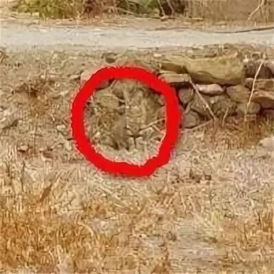 Тут темно не могу найти моего кота. Тут темно не могу найти моего кота