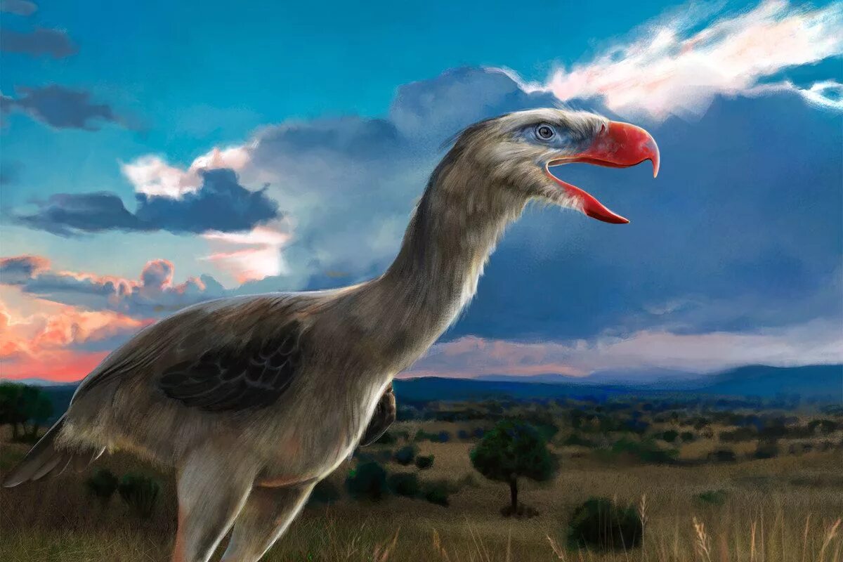 Титанис уоллера. Титанис гасторнис. Форорацида титаниса. Титанис птица. Титанис.